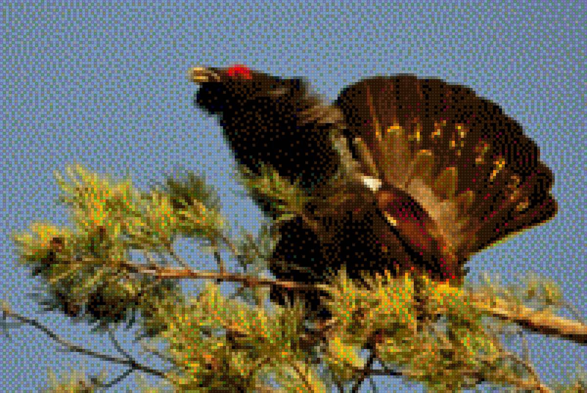 Глухарь - глухарь - предпросмотр