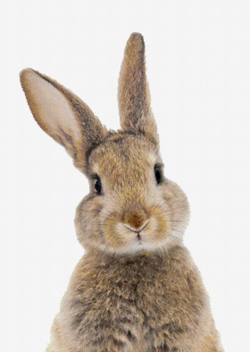 кролик - предпросмотр