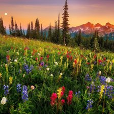 Схема вышивки «цветочная поляна»