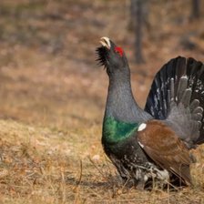 Схема вышивки «Глухарь»