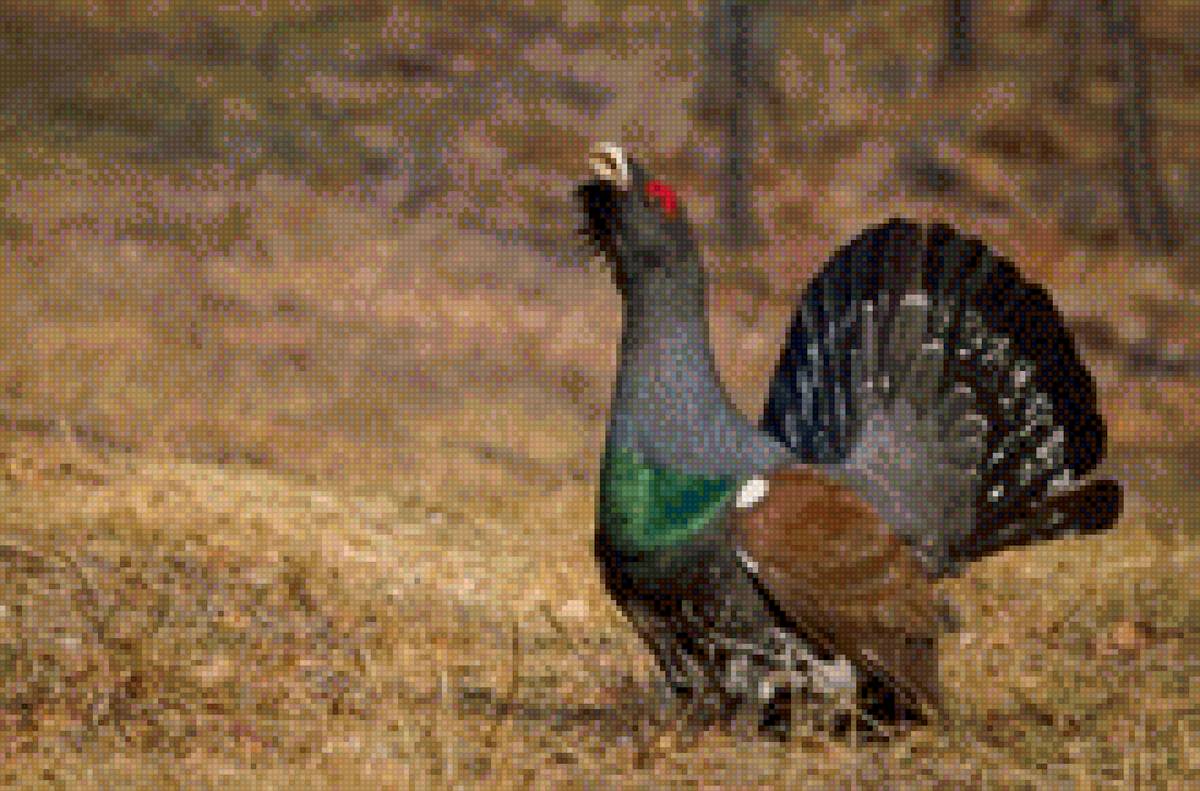 Глухарь - глухарь - предпросмотр