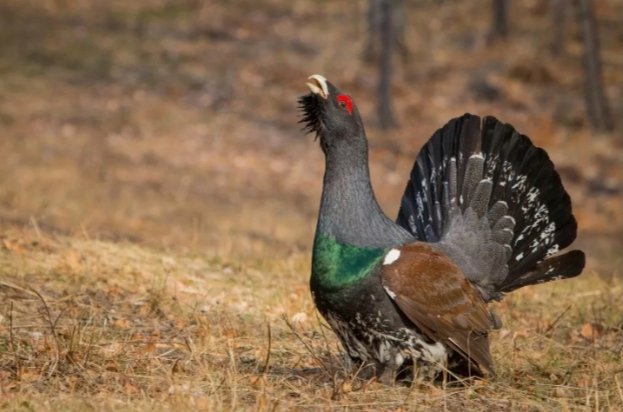 Глухарь - глухарь - оригинал