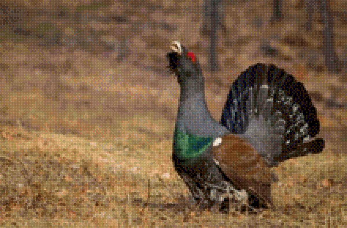 Глухарь - глухарь - предпросмотр