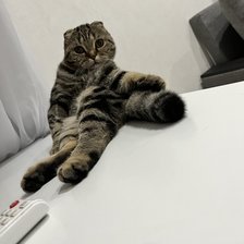 Шотландская кошка