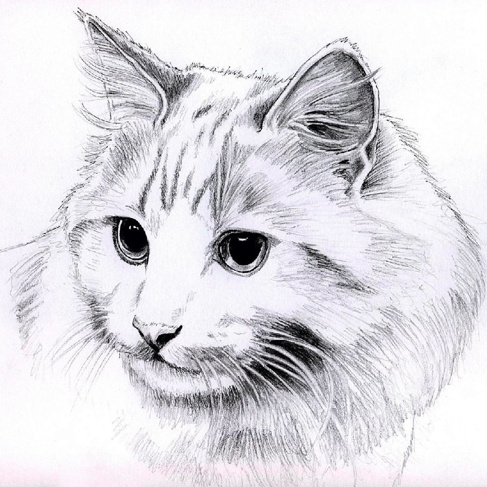 КРАСАВЧИК КОТЕЙКА - оригинал