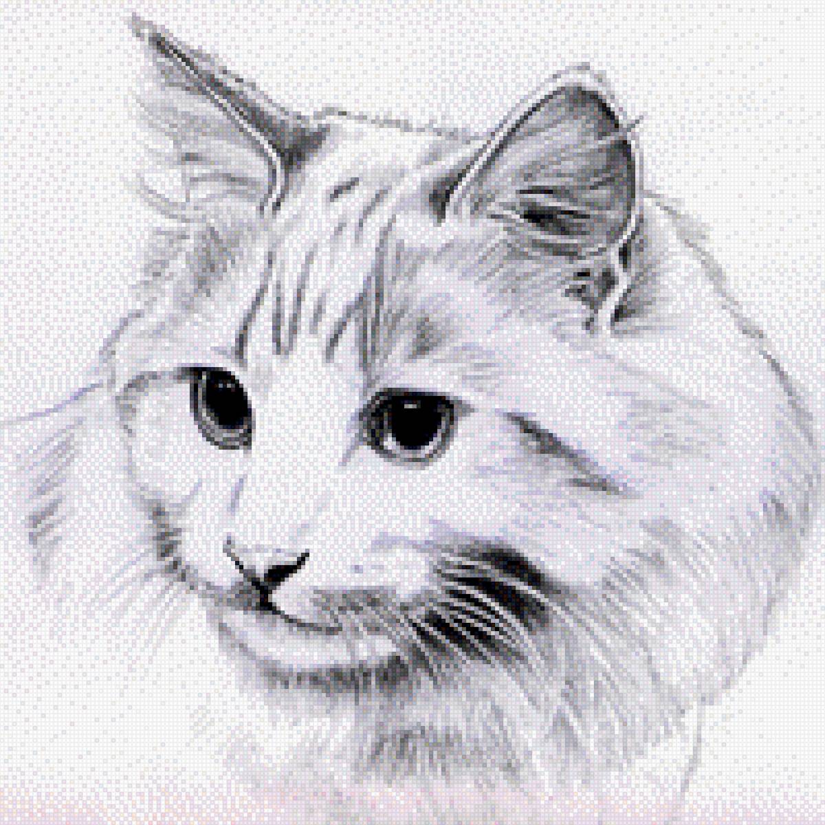 КРАСАВЧИК КОТЕЙКА - предпросмотр