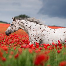 Схема вышивки «красные маки»