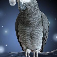 Схема вышивки «Попугайчик»