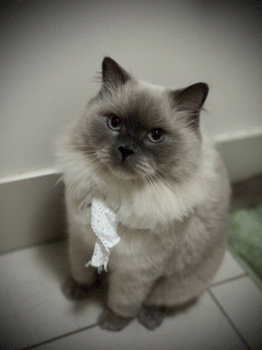 Mochi - cat - предпросмотр