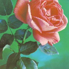 Схема вышивки «Роза»