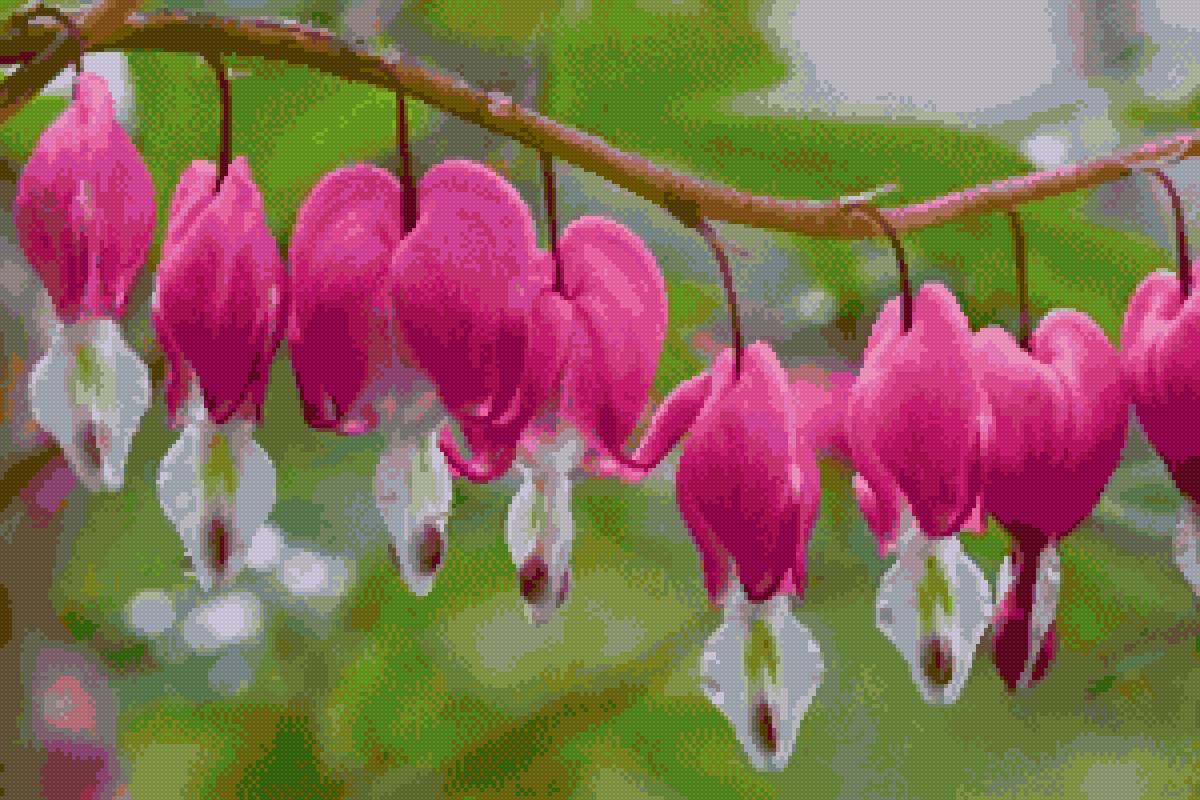 Дицентра - предпросмотр