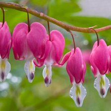 Схема вышивки «Дицентра»