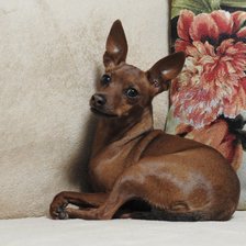 Схема вышивки «цвергпинчер»