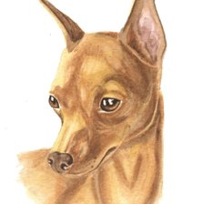 Схема вышивки «цвергпинчер Бося»