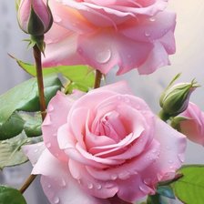 Схема вышивки «Роза»