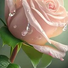 Схема вышивки «Роза»