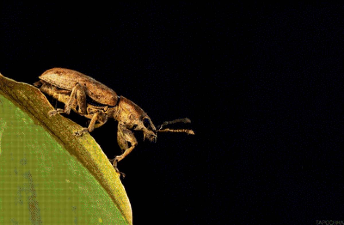 Долгоносик - насекомое - предпросмотр