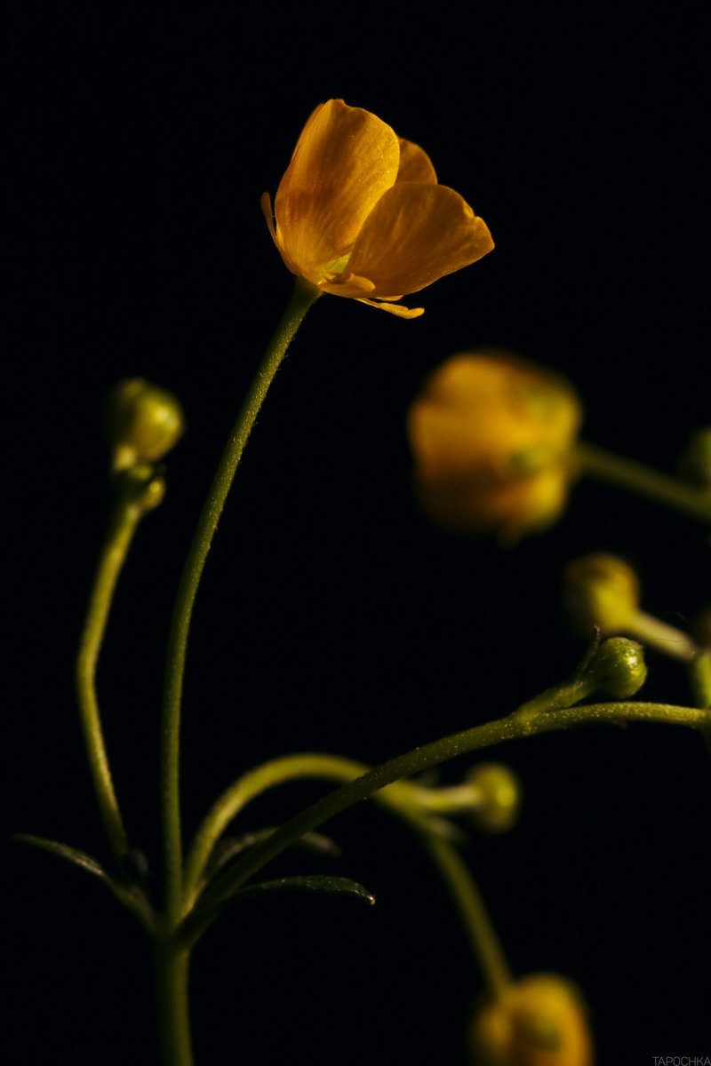 Лютик - цветы - оригинал