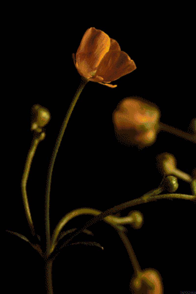 Лютик - цветы - предпросмотр