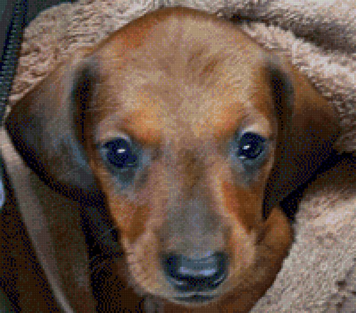 Лола - предпросмотр