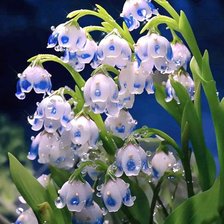 Схема вышивки «Ландыши»