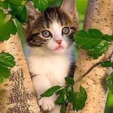 Схема вышивки «Котенок»