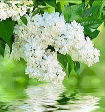 Схема вышивки «Сирень  белая»