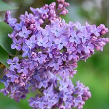 Схема вышивки «Сирень»