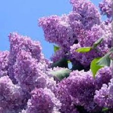 Схема вышивки «Сирень и небо»