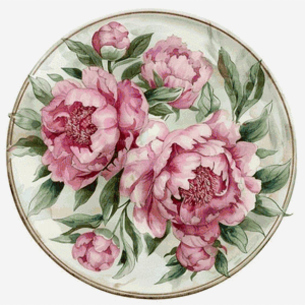 Розовые пионы - цветы, пионы - предпросмотр