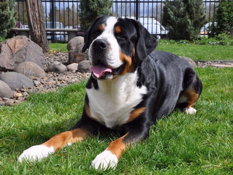 Гросс-зенненхунд - собаки - оригинал