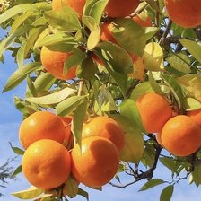 Схема вышивки «Апельсины 2»