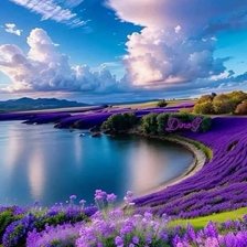 Лавандовый берег