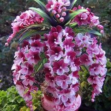 Схема вышивки «Орхидеи»