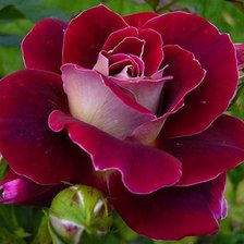 Схема вышивки «Роза»