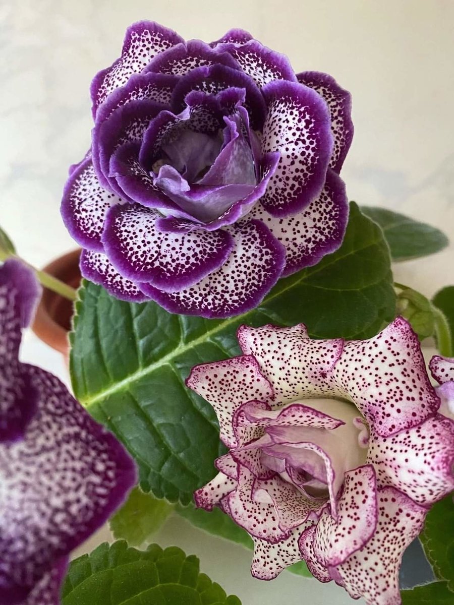 Розы - цветы - оригинал