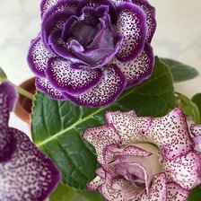 Схема вышивки «Розы»