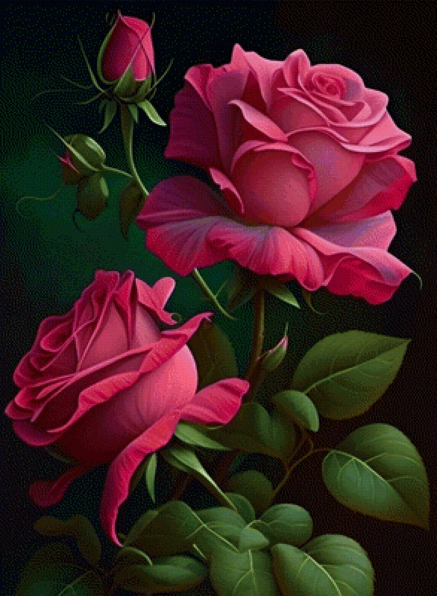 Розы на чёрном - розы - предпросмотр