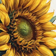 Схема вышивки «Подсолнух»