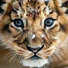 Схема вышивки «TIGR»