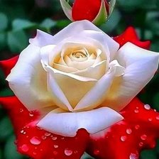 Схема вышивки «Роза»