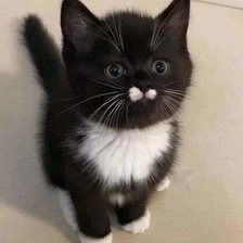 Схема вышивки «Котейка»