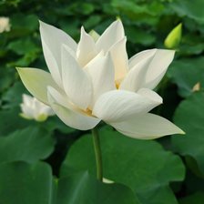 Схема вышивки «Hoa sen»