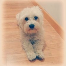 Схема вышивки «Mifer»