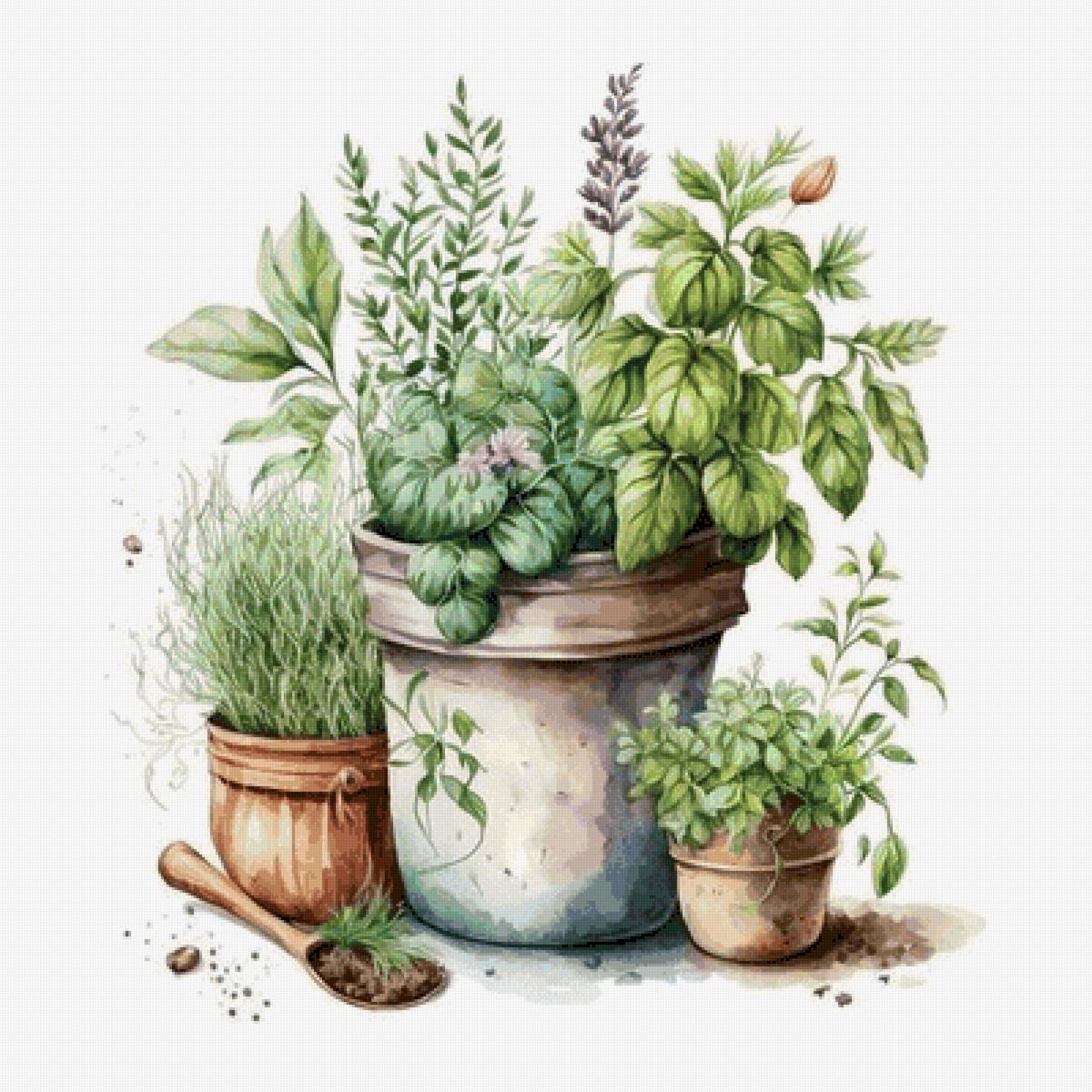 Прованские травы - предпросмотр