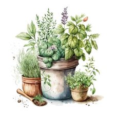 Прованские травы