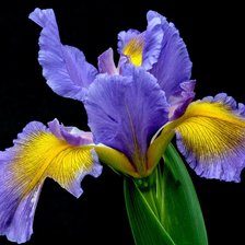 Схема вышивки «Ирис»