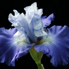 Схема вышивки «Ирис»