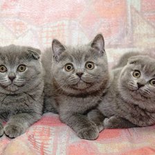 Схема вышивки «британия»