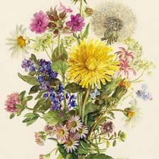 Полевые цветы